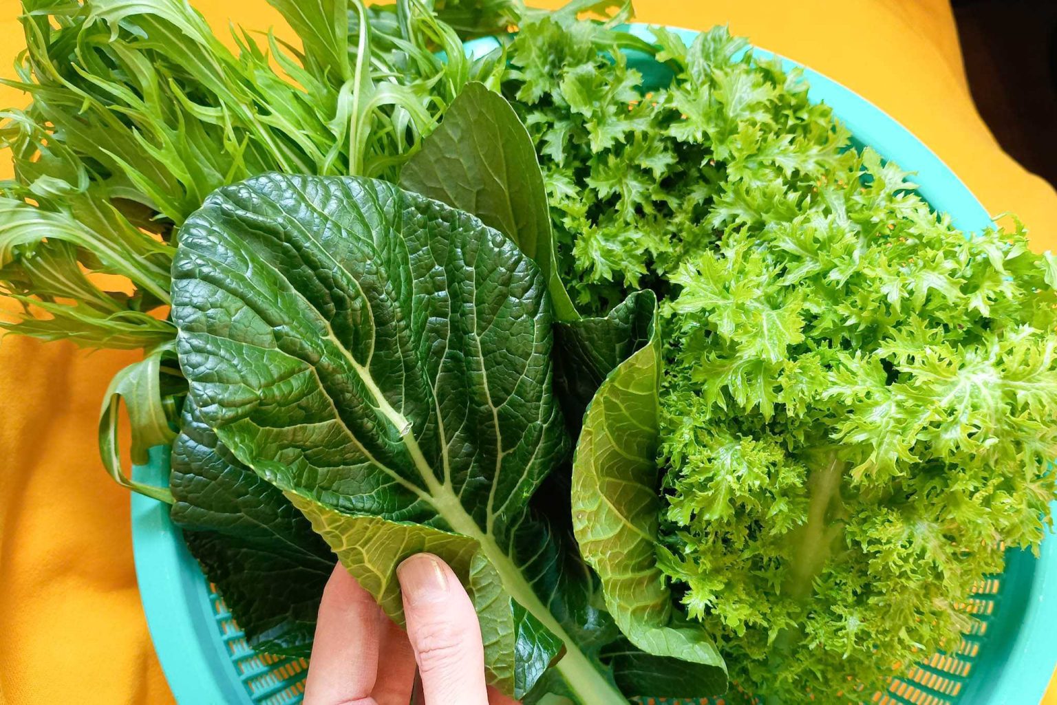 朝採りの新鮮さ